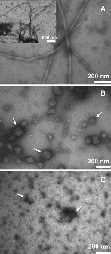 Atr Ftir Analysis Of The Native And C Incubated S G Ndpk Secondary