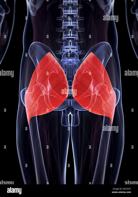 3d Rendered Illustration Of The Gluteus Maximus Stock Photo Alamy