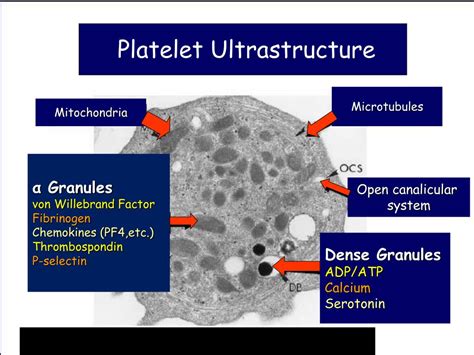 PPT - Platelet Structure & Function PowerPoint Presentation, free ...