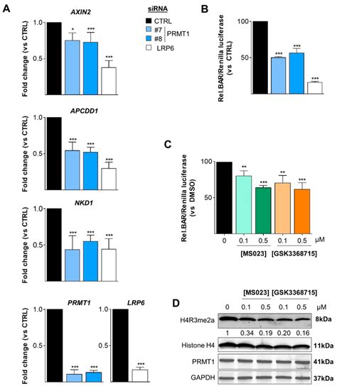 Prmt Activates The Canonical Wnt Signaling Pathway A B Prmt