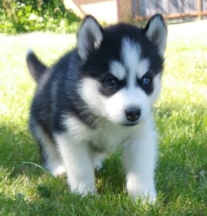 Alaskan Husky Puppies For Sale | Antioch, CA #88552