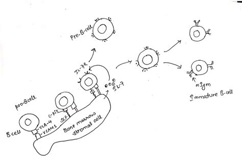 B-cell development: Maturation, activation and differentiation - Online ...