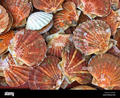 Live Scallops High Resolution Stock Photography And Images Alamy