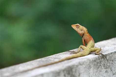 Scents That Lizards Hate And How To Use Them Pest Pointers