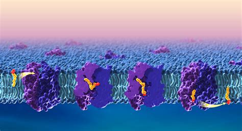 Researchers develop model for how the brain acquires essential omega-3 ...