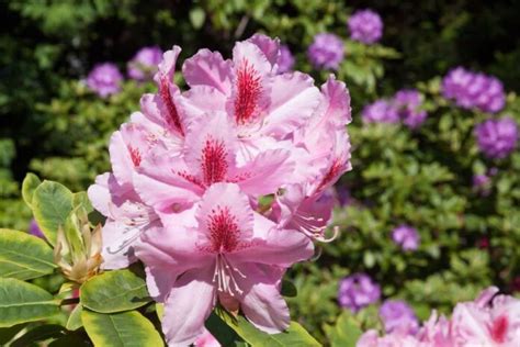 How To Grow And Care For Rhododendrons A Beginners Guide