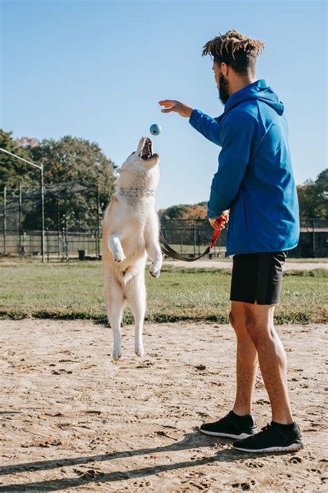 7 Basic Dog Training Methods to Consider | Animalia