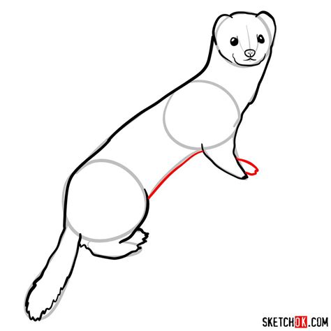 How To Draw A Weasel Sketchok Easy Drawing Guides Images And Photos