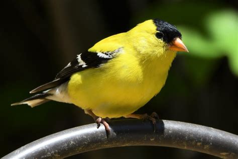 The American Goldfinch Is The State Bird Of New Jersey Nature Blog Network