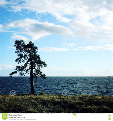 Lone Standing Pine Tree On The Shore Onega Lake Stock Image Image