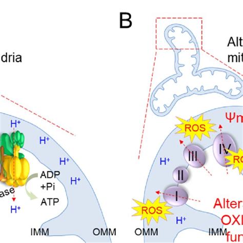 Schematic representation of basic mechanisms of senescence-induced... | Download Scientific Diagram