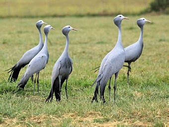 The Overberg Crane Group - Western Cape, South Africa