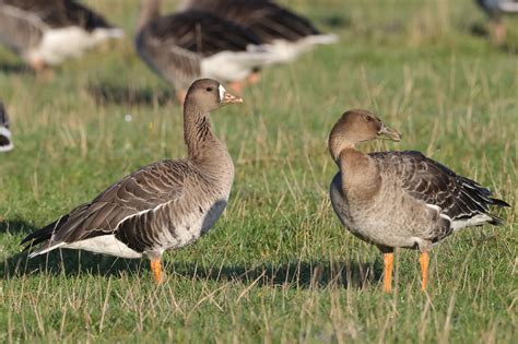 Cambridgeshire Bird Club Gallery Tundra Bean Goose