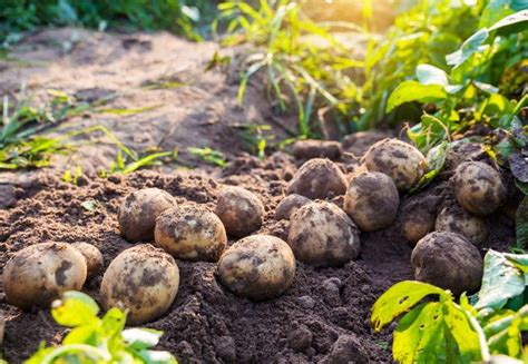 Kartoffeln Starke Knollen Wenig Kalorien