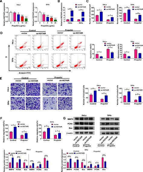 Figure From Propofol Inhibits The Progression Of Cervical Cancer By