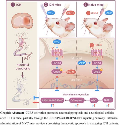 Ccr5 Activation Promotes Nlrp1 Dependent Neuronal Pyroptosis Via Ccr5