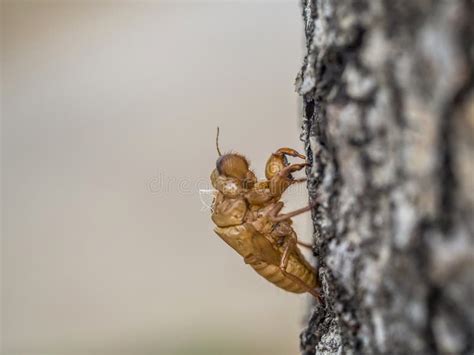 Makrozikadenmausern Der Sch Nen Naturszene Vertretung Von Augen Und Von