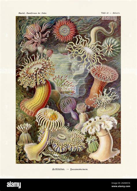 Ernst Haeckel Art Actiniae Sea Anemones Th Century Antique