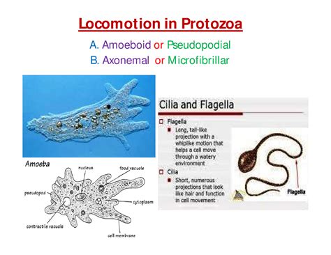 94 Locomotion In Protozoan Locomotion In Protozoa A Amoeboid Or