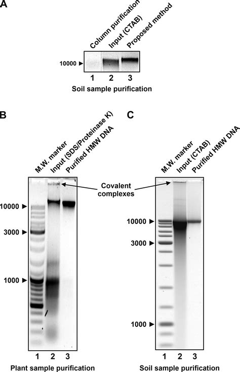 Isolation Of High Molecular Weight DNA For Long Read Sequencing Using A