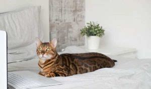 Bengal Cat Weight By Age – Full Guide - My British Shorthair Cat ...