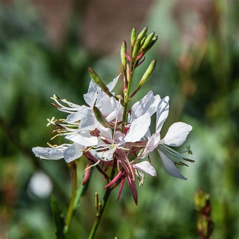 Gaura Lindheimeri Gaudi White Pot Size L White Gaura The Boma