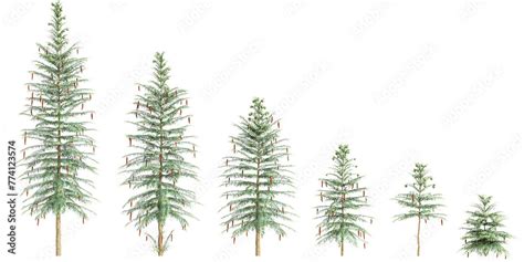 3d Illustration Of Set Wollemia Nobilis Tree Isolated On Transparent