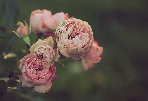 Roses Pink Flowers Free Photo On Pixabay Pixabay