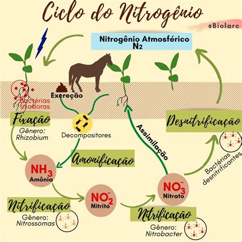 Ciclo do Nitrogênio Ciclo do nitrogenio Faculdade de agronomia Biologia