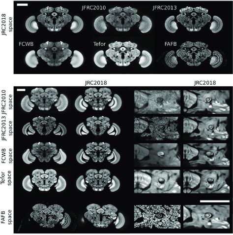 Visual comparison of Drosophila brain templates and bridging ...