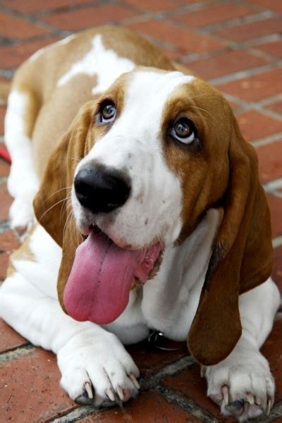 Hush Puppie Basset Hound Puppy Basset Hound Dog Hound Puppies