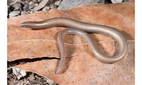 New research reveals these 20 Australian reptiles are set to disappear ...