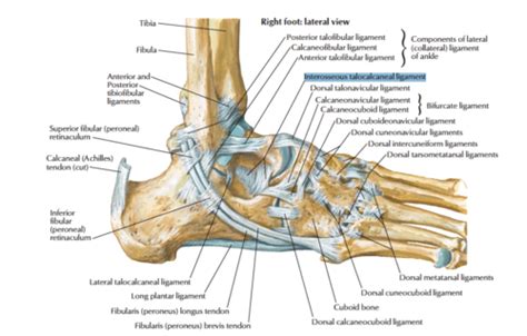 Ligaments Of The Foot And Ankle Flashcards Quizlet