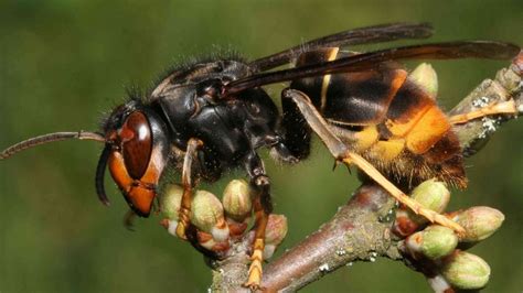 Teams From Uk Learn To Hunt Asian Hornets In Jersey Bbc News