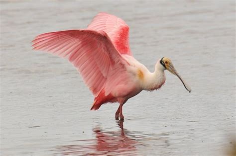 Unbelievable Birds With Longest Beaks Tail And Fur