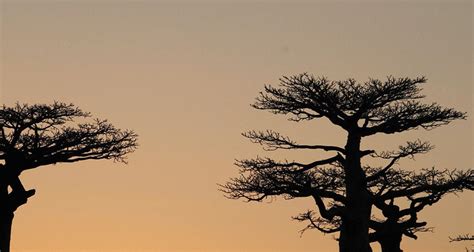 Los Mejores Circuitos Por Madagascar Tourradar