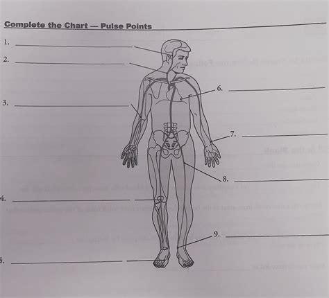 Pulse Points Diagram Quizlet