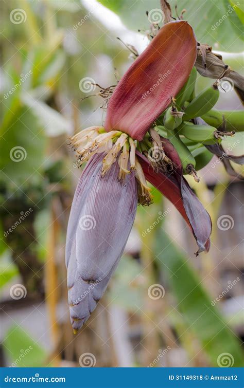 Banana Bud Stock Photo Image Of Agriculture Cycle Grow 31149318