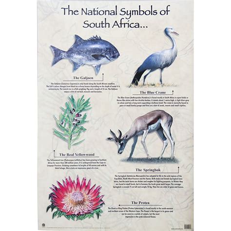 Poster South Africa National Symbols National Symbols Symbols Africa