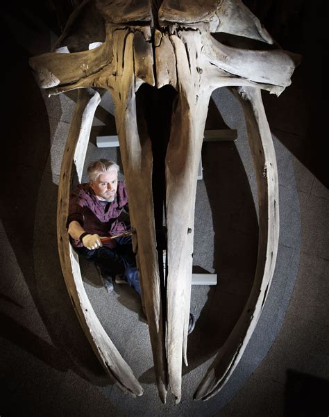 113-year-old whale skeleton dismantled ahead of museum refurbishment ...