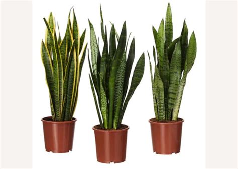 20 Best Ikea Indoor Plants Oblique New York