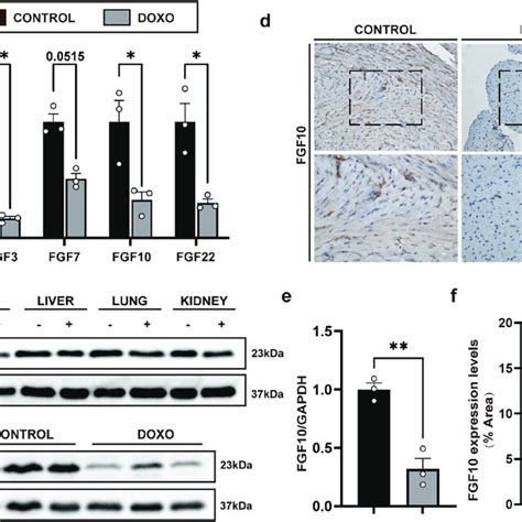 regulation  fgf  doxo induced myocardial injury