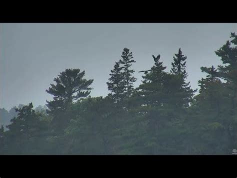 Audubon Hog Island Osprey Cam Eagle Flushes Steve Off Tree Multiple