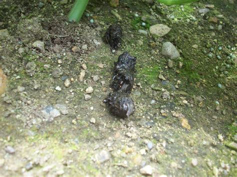 Poop Found In Garden Need Help Identifying Animal Update Nest Found