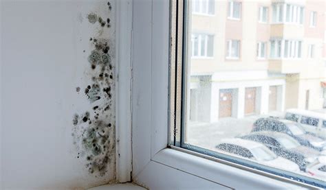 How To Prevent Mold On Your Window Sills Things You Need To Know