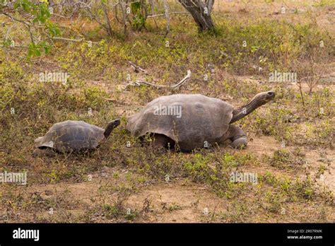 Tortugas gigantes fotografías e imágenes de alta resolución Página 3