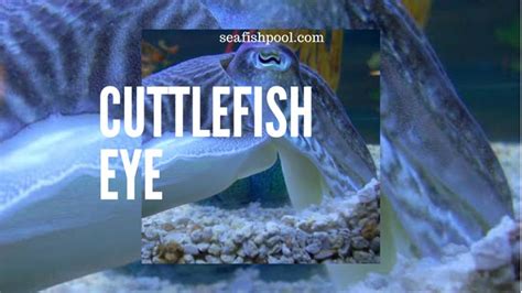 Cuttlefish Eye - Why do Cuttlefish have Weird Eyes? - SeaFish