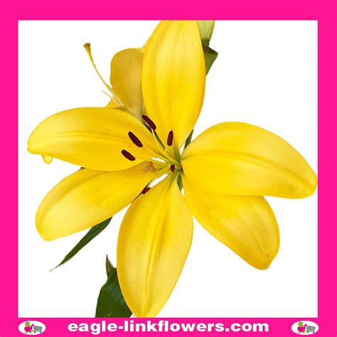 Lily Asiatic Yellow – Asiatic Lilies - Eagle-Link Flowers