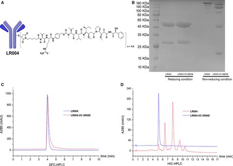 Characterization Of LR004 And LR004VCMMAE A The Structure Of