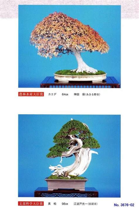 Cuanto Cuesta Un Arbol Bonsai